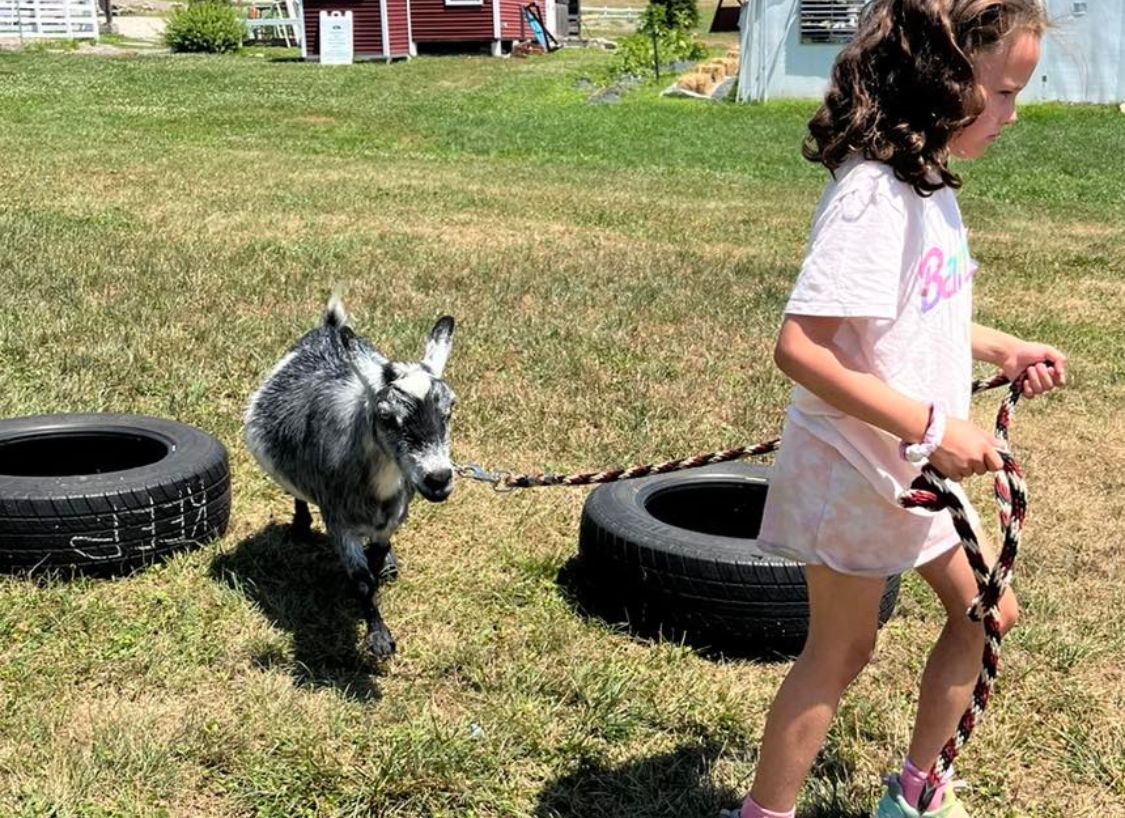 12 Summer Camp kids with Curly, an icelandic sheep