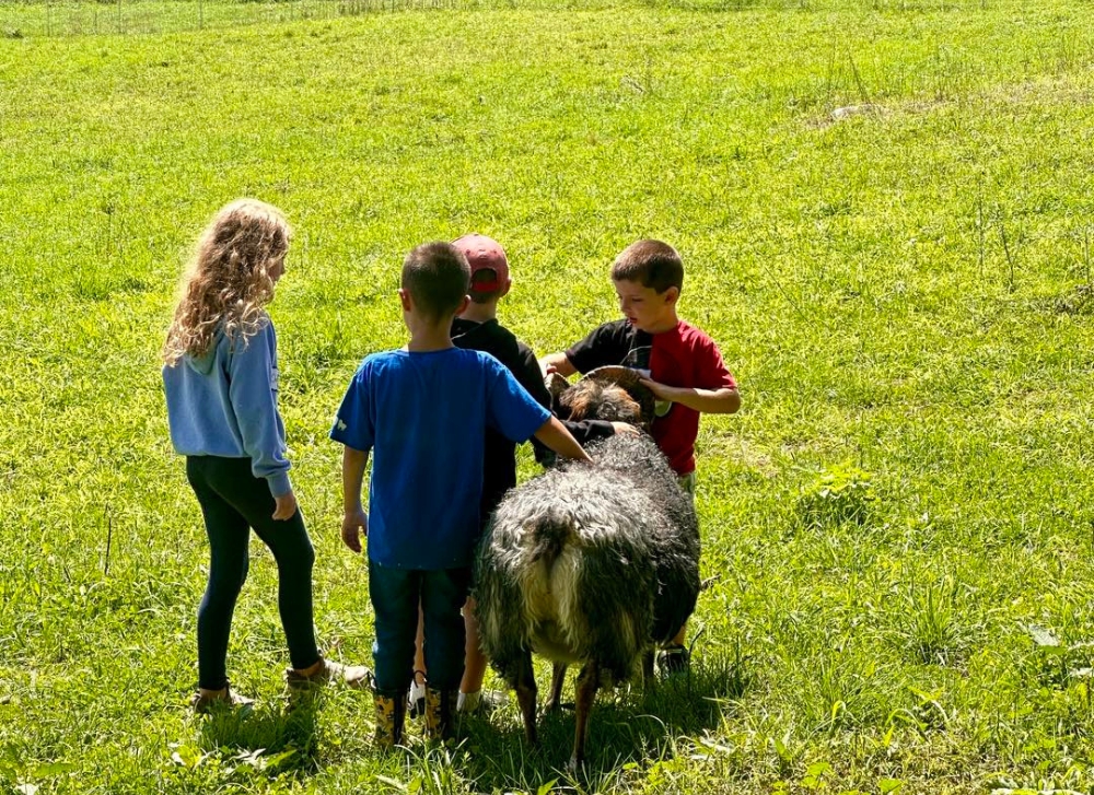 summer camp Summer Camp kids with Curly, an icelandic sheep